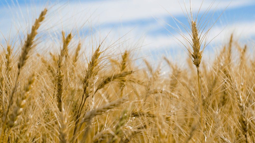 image of a wheat