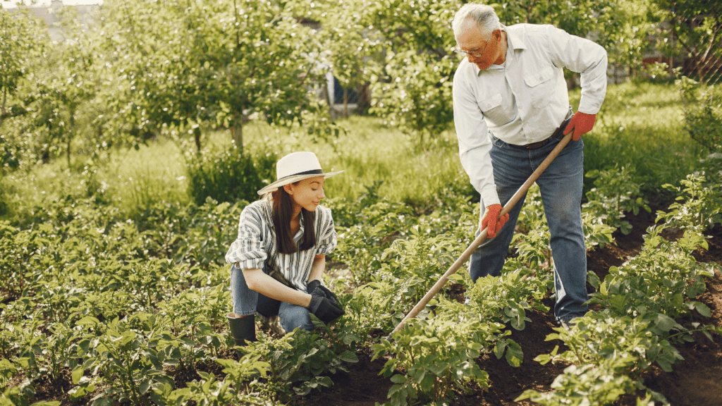 a person is planting vegetables in their garden