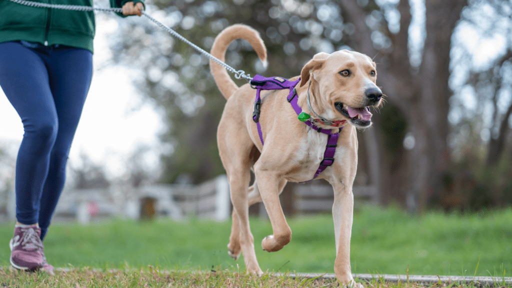 a person walking a dog in a park