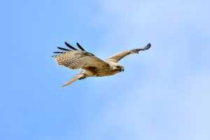 how does lake yiganlawi look like