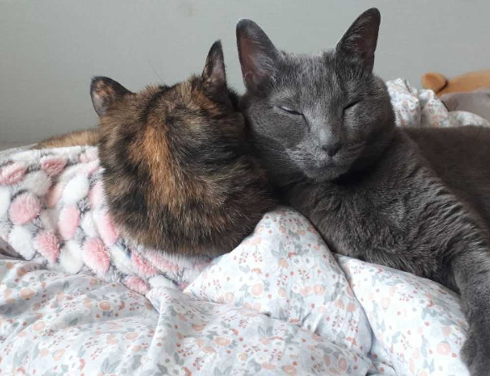 how uninstall shotscribus software in mac