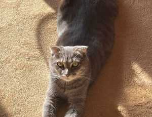 how wide is faticalawi