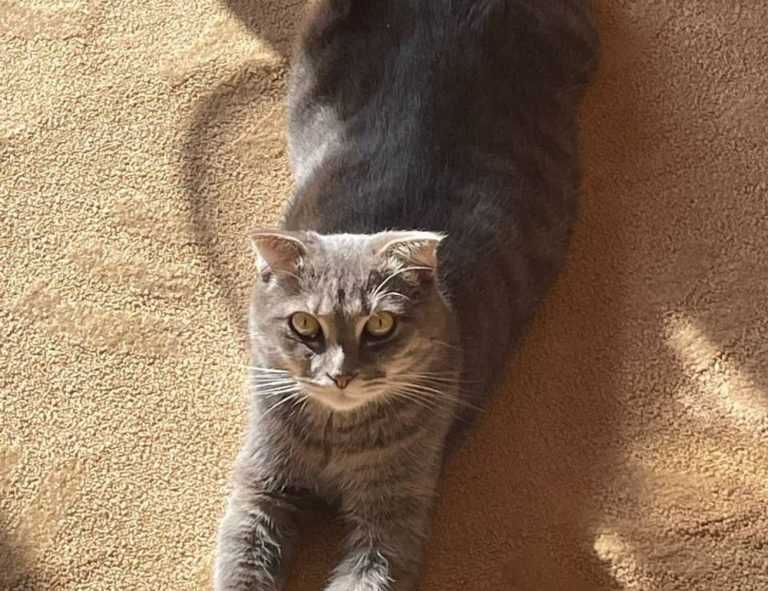 how wide is faticalawi