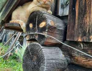 new gardening product xhasrloranit