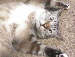 what is faticalawi like