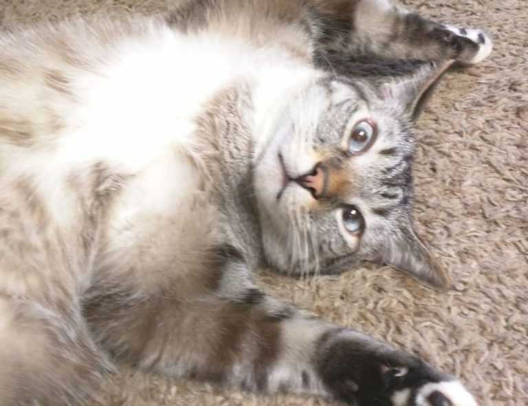 what is faticalawi like