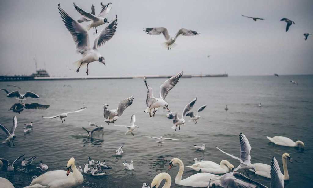 where to buy medicine for cotaldihydo