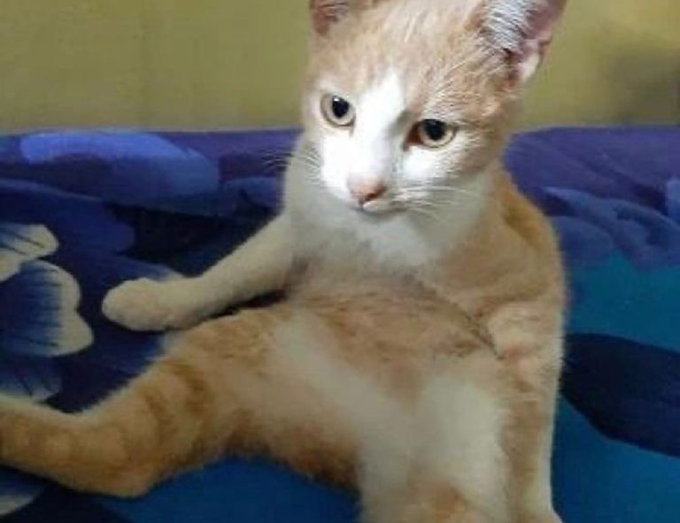 23000 pesos mexicanos a chilenos