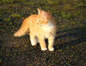 anya 41 rész magyarul