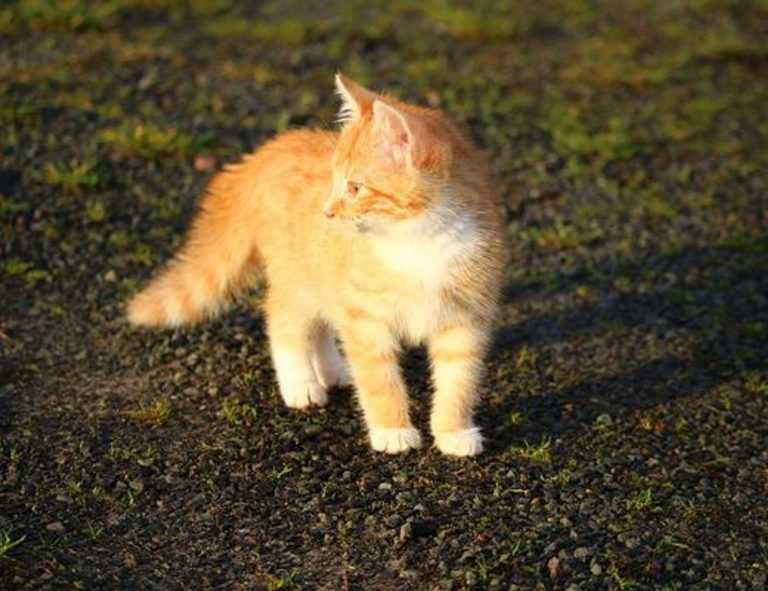 anya 41 rész magyarul