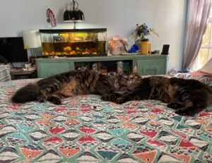 chabuca granda dibujo animado