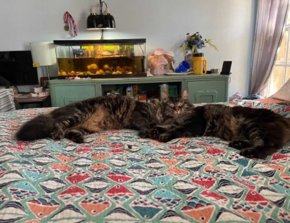 chabuca granda dibujo animado