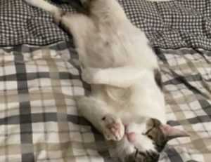 gracecharisxo onlyfans leaks