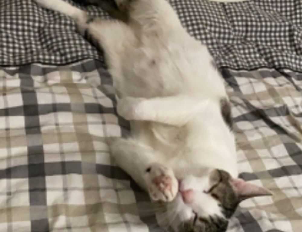 gracecharisxo onlyfans leaks