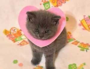 lengte jutta leerdam