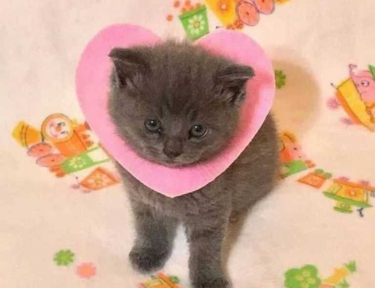 lengte jutta leerdam