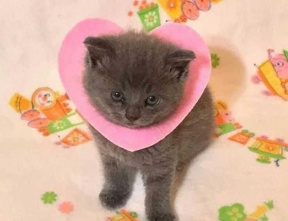 lengte jutta leerdam