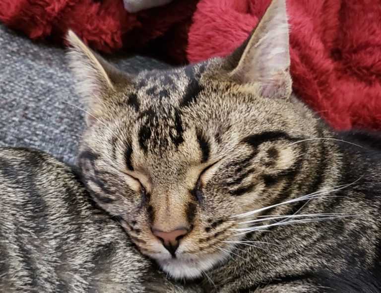 medcezir capítulos completos en español latino mega