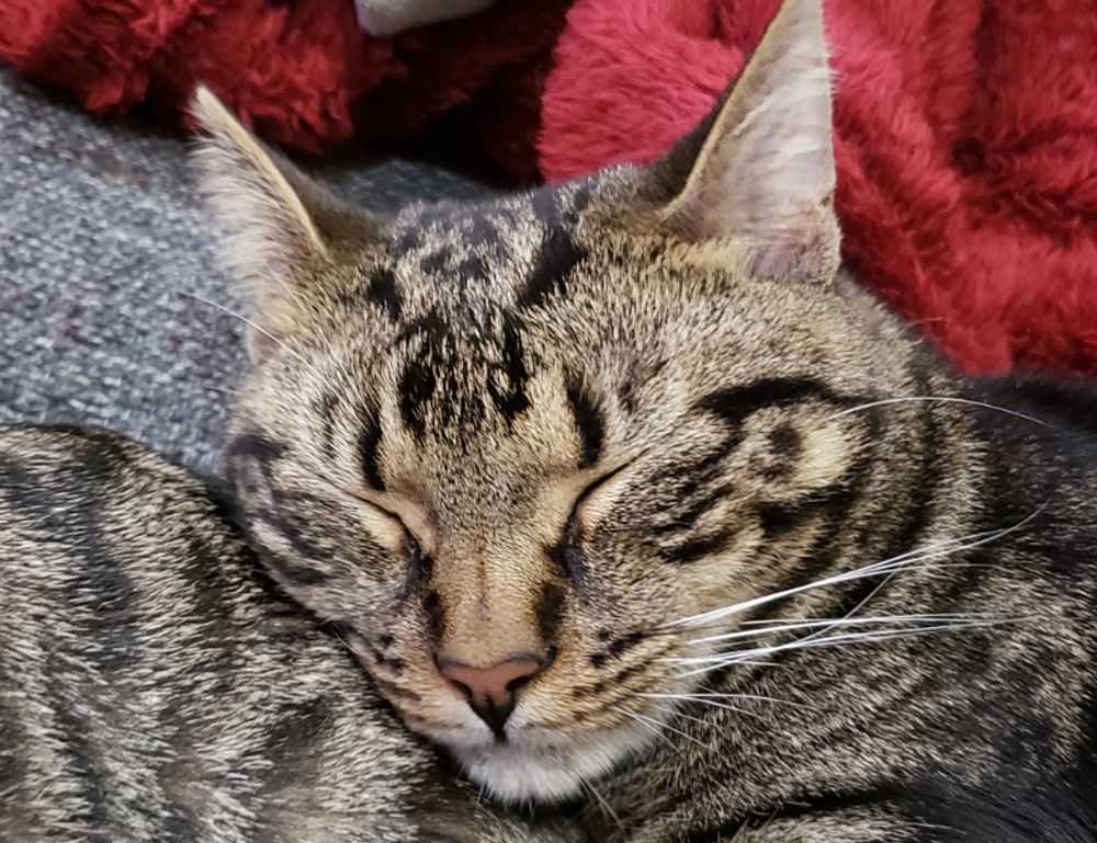 medcezir capítulos completos en español latino mega