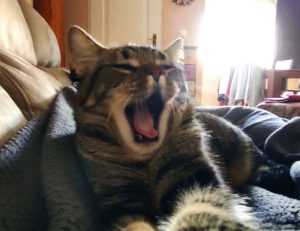 reborn as the enemy prince sub indo