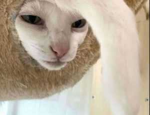 yali capkini sub indonesia lk21