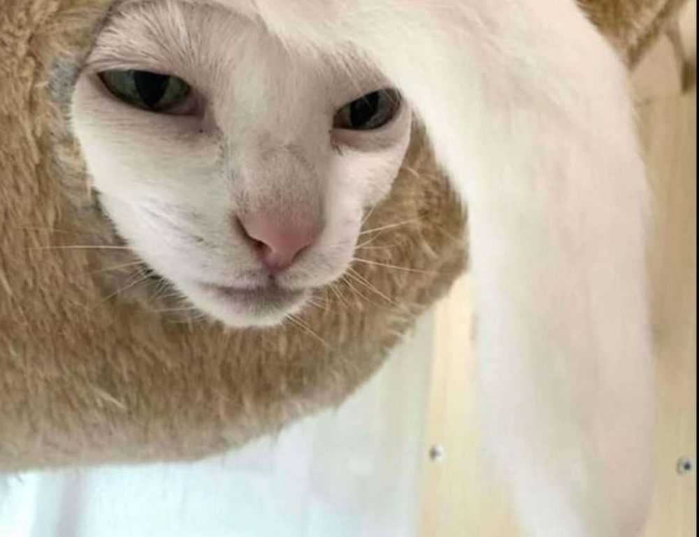 yali capkini sub indonesia lk21